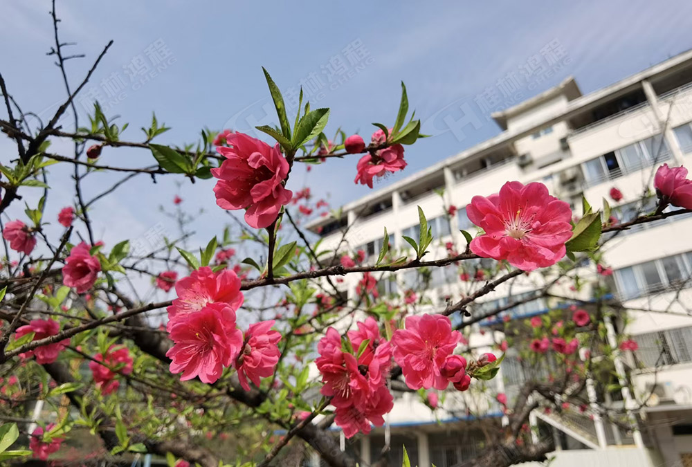 桂林鴻程花團錦簇，滿園春色，邀您一起共賞春景，共商大計！